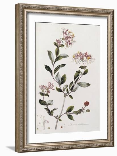 A Colour Plate from Curtis' Flora Londinesis-William Curtis-Framed Giclee Print