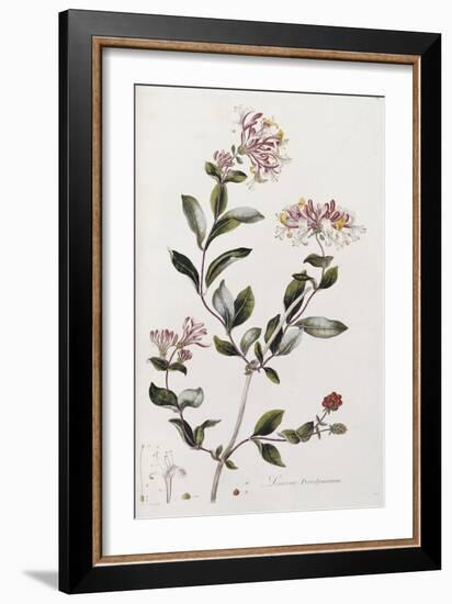 A Colour Plate from Curtis' Flora Londinesis-William Curtis-Framed Giclee Print