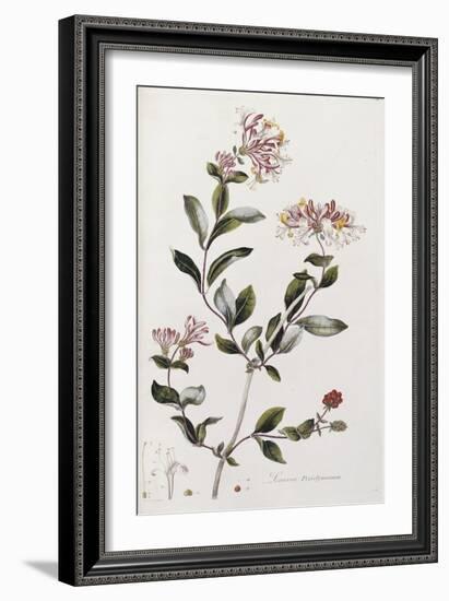 A Colour Plate from Curtis' Flora Londinesis-William Curtis-Framed Giclee Print