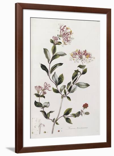 A Colour Plate from Curtis' Flora Londinesis-William Curtis-Framed Giclee Print