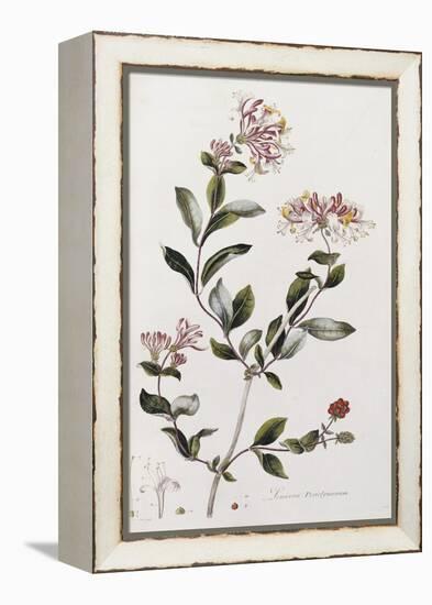 A Colour Plate from Curtis' Flora Londinesis-William Curtis-Framed Premier Image Canvas