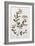 A Colour Plate from Curtis' Flora Londinesis-William Curtis-Framed Giclee Print