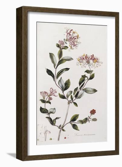 A Colour Plate from Curtis' Flora Londinesis-William Curtis-Framed Giclee Print