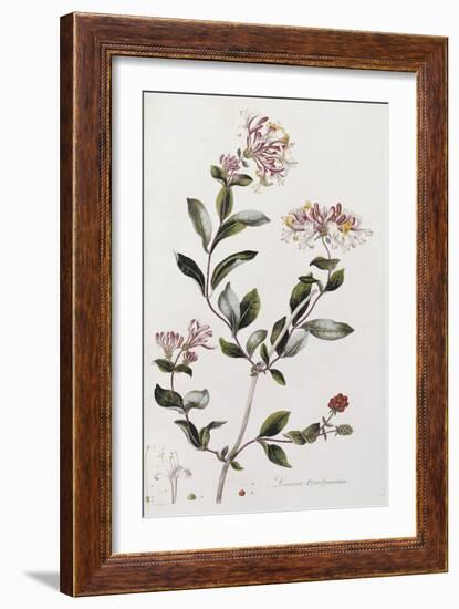 A Colour Plate from Curtis' Flora Londinesis-William Curtis-Framed Giclee Print