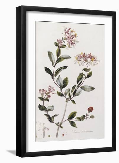 A Colour Plate from Curtis' Flora Londinesis-William Curtis-Framed Giclee Print