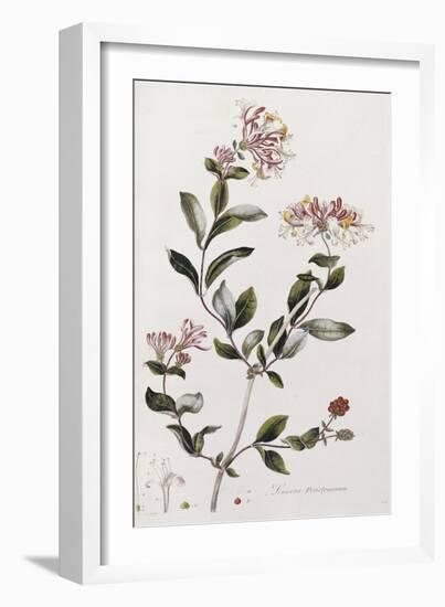 A Colour Plate from Curtis' Flora Londinesis-William Curtis-Framed Giclee Print