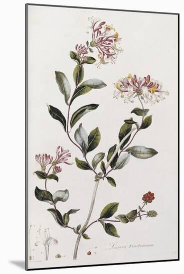 A Colour Plate from Curtis' Flora Londinesis-William Curtis-Mounted Giclee Print