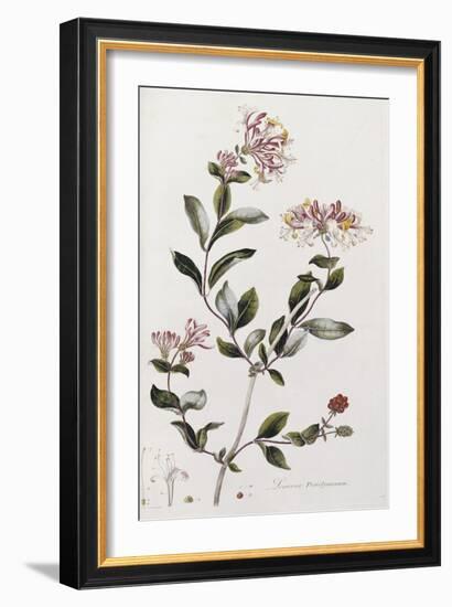 A Colour Plate from Curtis' Flora Londinesis-William Curtis-Framed Giclee Print