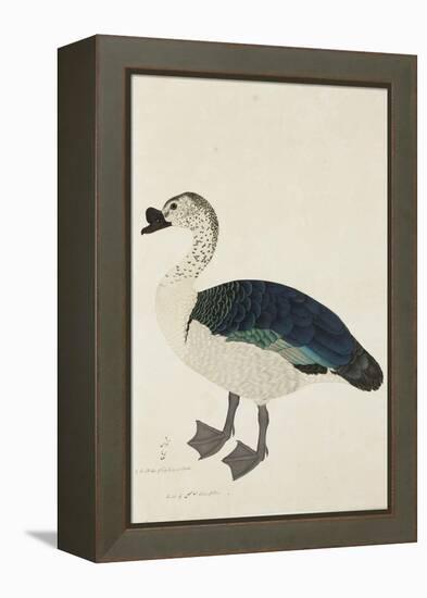 A Comb Drake (Sarkidiornis Melanota), C.1780-Ram Das-Framed Premier Image Canvas