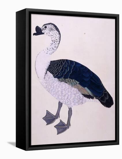 A Comb Duck, C.1800-null-Framed Premier Image Canvas