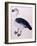 A Comb Duck, C.1800-null-Framed Giclee Print