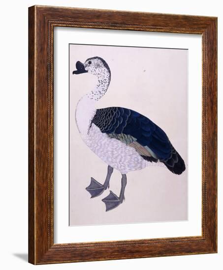 A Comb Duck, C.1800-null-Framed Giclee Print