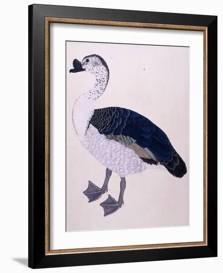 A Comb Duck, C.1800-null-Framed Giclee Print