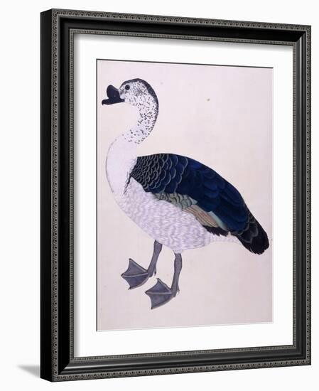 A Comb Duck, C.1800-null-Framed Giclee Print