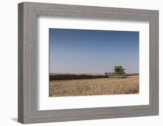 A Combine Harvester Harvests Corn, Maidenhead, Berkshire, England, United Kingdom, Europe-Charlie Harding-Framed Photographic Print