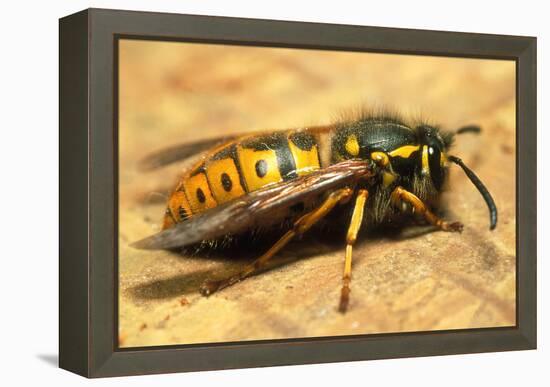 A Common Adult Worker Wasp, Vespula Vulgaris-Sinclair Stammers-Framed Premier Image Canvas