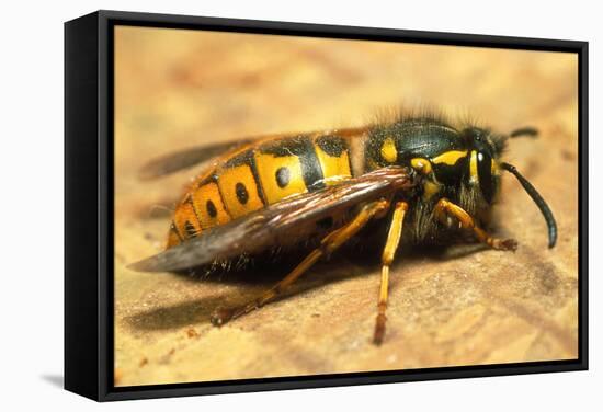 A Common Adult Worker Wasp, Vespula Vulgaris-Sinclair Stammers-Framed Premier Image Canvas