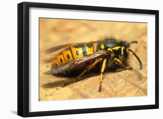 A Common Adult Worker Wasp, Vespula Vulgaris-Sinclair Stammers-Framed Photographic Print