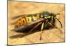 A Common Adult Worker Wasp, Vespula Vulgaris-Sinclair Stammers-Mounted Photographic Print