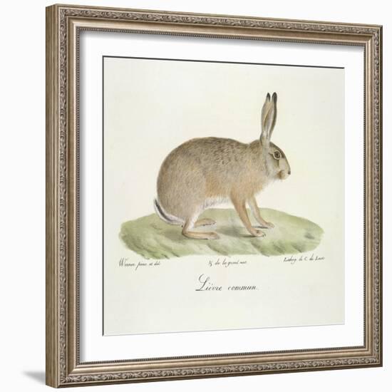 A Common Hare-Werner-Framed Giclee Print