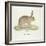 A Common Hare-Werner-Framed Giclee Print