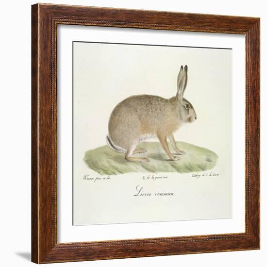 A Common Hare-Werner-Framed Giclee Print