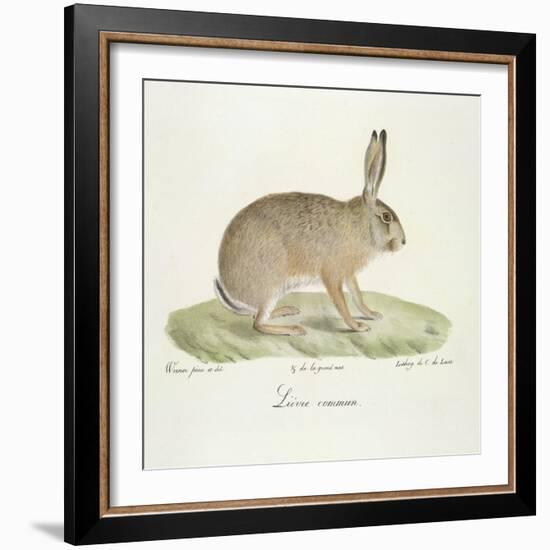 A Common Hare-Werner-Framed Giclee Print