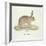 A Common Hare-Werner-Framed Giclee Print