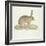 A Common Hare-Werner-Framed Giclee Print