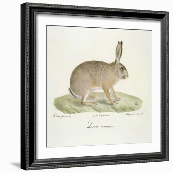 A Common Hare-Werner-Framed Giclee Print