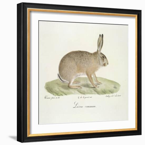 A Common Hare-Werner-Framed Giclee Print