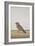 A Common Indian Nightjar, c.1780-Indian School-Framed Giclee Print