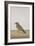 A Common Indian Nightjar, c.1780-Indian School-Framed Giclee Print