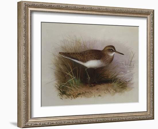 A Common Sandpiper-Archibald Thorburn-Framed Giclee Print