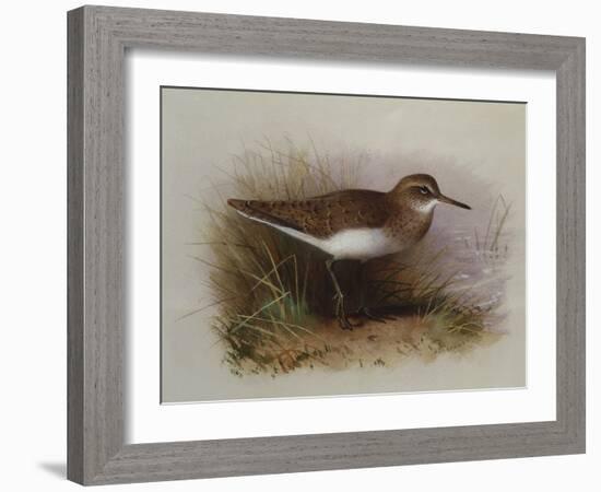 A Common Sandpiper-Archibald Thorburn-Framed Giclee Print