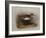 A Common Sandpiper-Archibald Thorburn-Framed Giclee Print