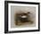 A Common Sandpiper-Archibald Thorburn-Framed Giclee Print