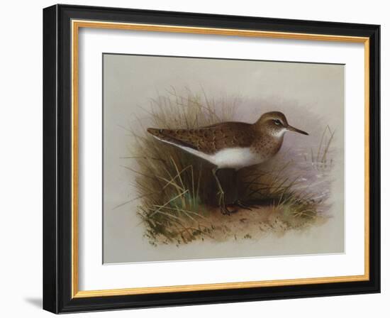 A Common Sandpiper-Archibald Thorburn-Framed Giclee Print