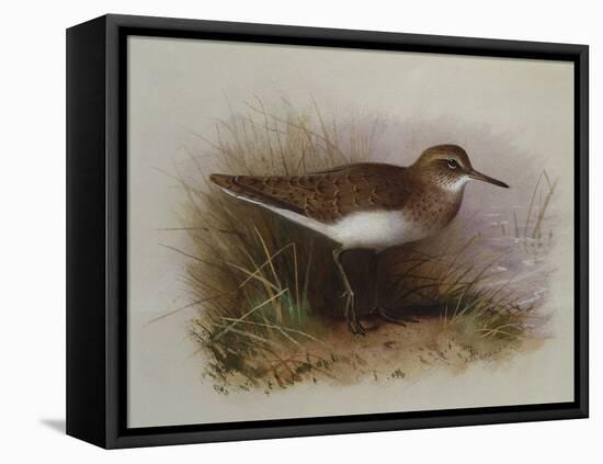 A Common Sandpiper-Archibald Thorburn-Framed Premier Image Canvas