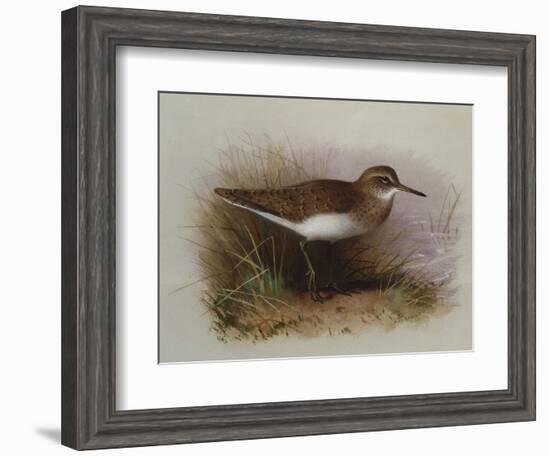 A Common Sandpiper-Archibald Thorburn-Framed Giclee Print