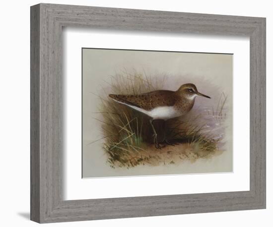 A Common Sandpiper-Archibald Thorburn-Framed Giclee Print