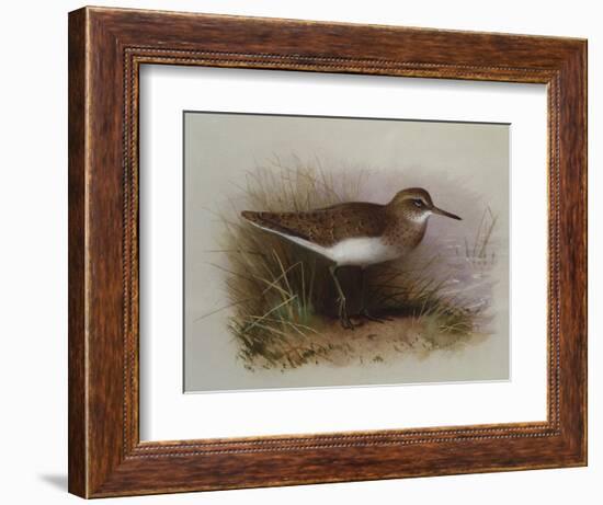 A Common Sandpiper-Archibald Thorburn-Framed Giclee Print
