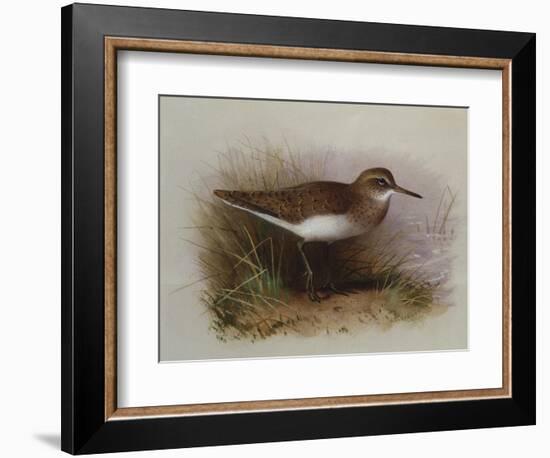 A Common Sandpiper-Archibald Thorburn-Framed Giclee Print