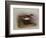 A Common Sandpiper-Archibald Thorburn-Framed Giclee Print