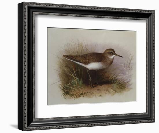 A Common Sandpiper-Archibald Thorburn-Framed Giclee Print