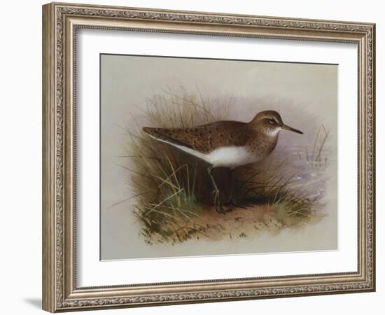 A Common Sandpiper-Archibald Thorburn-Framed Giclee Print