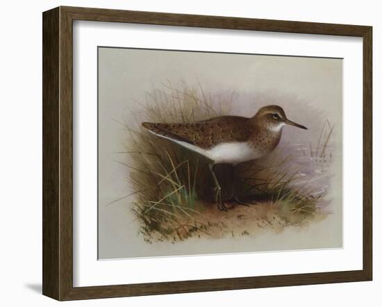 A Common Sandpiper-Archibald Thorburn-Framed Giclee Print