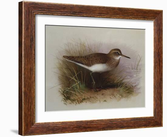 A Common Sandpiper-Archibald Thorburn-Framed Giclee Print