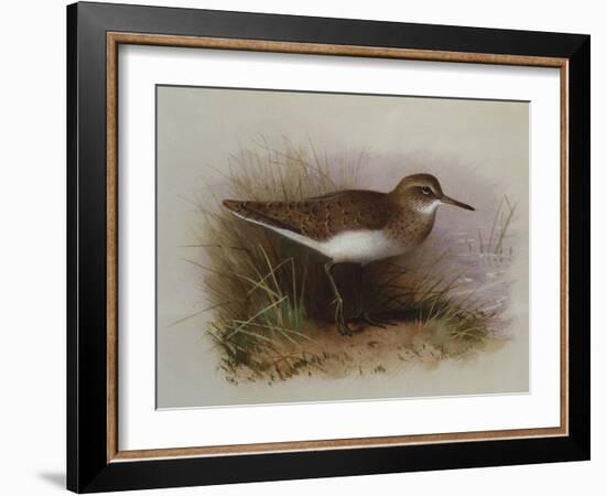 A Common Sandpiper-Archibald Thorburn-Framed Giclee Print