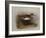 A Common Sandpiper-Archibald Thorburn-Framed Giclee Print